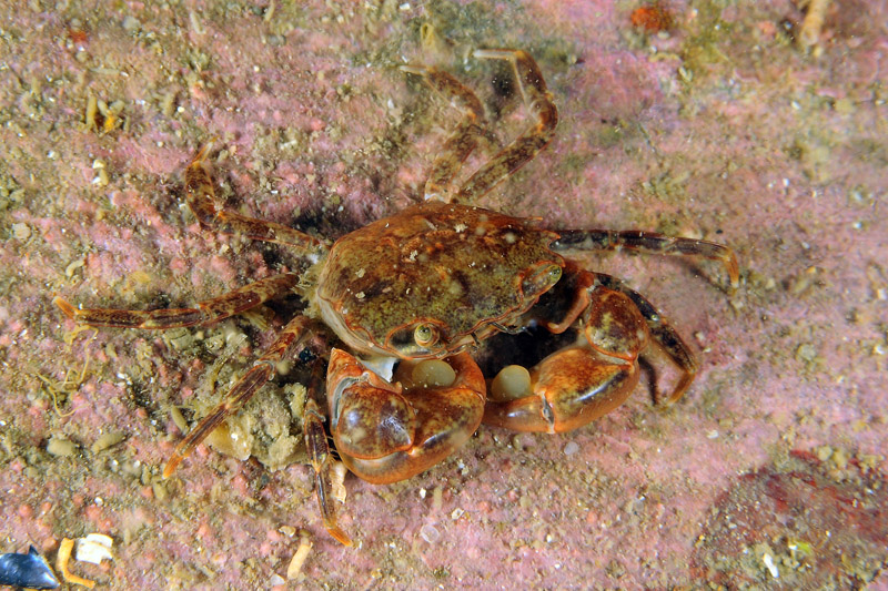 Granchio del Mar Piccolo da determinare